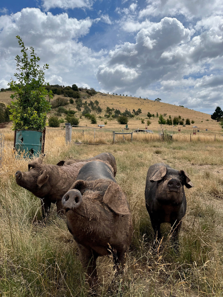 For the love of it: Catie Gressier discusses how Australians can support rare and heritage breed farmers and chats about her new book 'Saving Heritage Breeds: A Love Story'