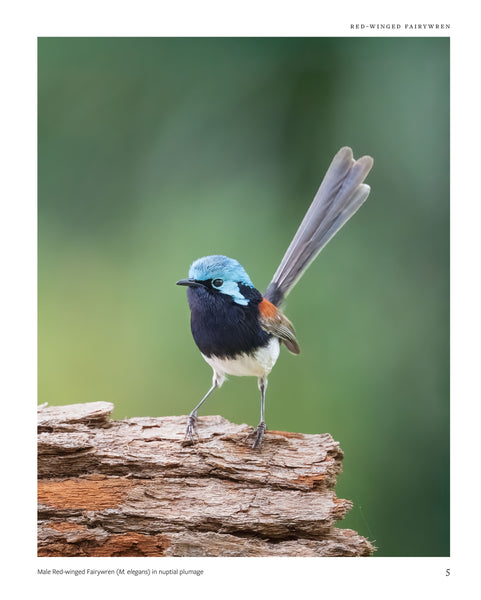 The Fairywrens of Australia